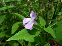 Image result for Mimulus gracilis