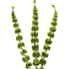 The burren in county clare is famous for the wildflowers found on its limestone pavements and irish peat bogs are still some of the most extensive left in europe. Bells Of Ireland Green Filler Flower Wholesale Flowers July Wedding Flowers Flowers