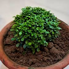 Image result for Ixora mildbraedii