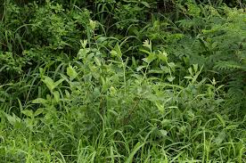 Image result for Cephalocroton mollis