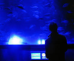 Munchen Sealife Blauer Raum Dark Man Blue Fish Dark Men Sealife Dark