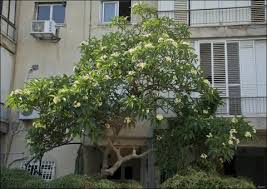 Image result for Plumeria rubra