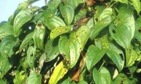 Image result for Dioscorea cayenensis