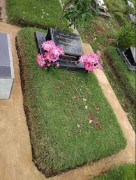 Apalah arti sebuah nama, katanya. 9 Tanaman Yang Cocok Untuk Menghiasi Kuburan Makam Kebunbibit Id
