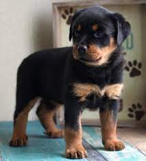 Our newest litter rottweilers royal is currently accepting deposits for our 2022 spring planned litters. Rottweiler Puppies For Sale In Michigan Petfinder