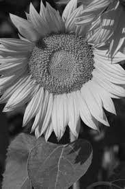 4 835 Girasole Bianco E Nero Foto Foto Stock Gratis E Royalty Free Da Dreamstime Quello che vi serve è una foto di girasole sul vostro schermo.