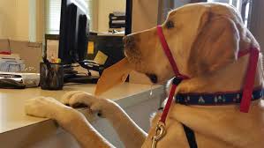 There are many websites that offer service dog information and training materials. Tightening The Leash On Fake Service Dogs Anchorage Daily News