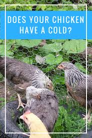 Yes, chickens do sneeze, but why? Pin On Everything Chickens