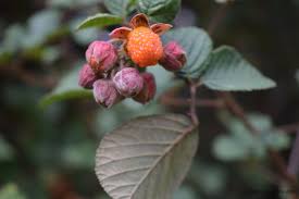 Image result for Rubus ellipticus
