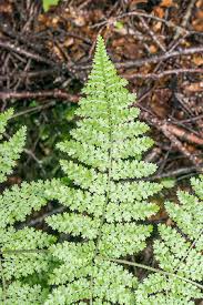 Image result for Hypolepis