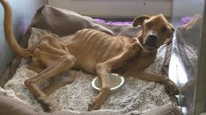 The definition of emaciated in dictionary is as: Emaciated Dog S Owner Speaks Out Youtube
