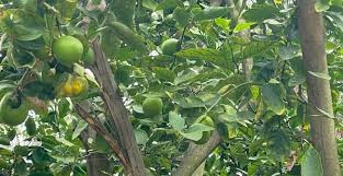 Keep them wide and branched out. Lime Tree Not Growing Or Producing New Leaves Try This Couch To Homestead