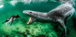 Image result for sea
