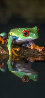 Frog wallpaper aesthetic iphone wallpaper frog pictures posca art frog art cute frogs frog and toad line friends cute drawings. Frog Iphone Wallpapers Top Free Frog Iphone Backgrounds Wallpaperaccess