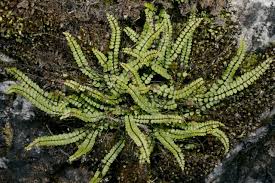 Image result for Asplenium tenuicaudatum