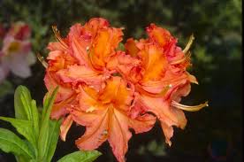 Azelea Mandarin Lights Frost Nursery Azaleas Flowers Orange Flowers