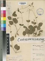 Image result for Stellaria mannii