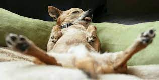 What Does Your Dog S Sleeping Position Say About Them