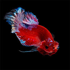 It is not likely that bettas in their natural environment would have to go long without food. How Long Do Betta Fish Live For 5 Helpful Tips For A Long And Happy Life Fish Care