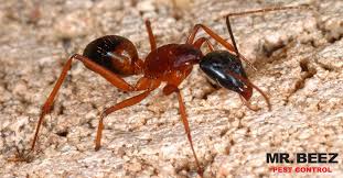 Buzz kill pest control takes great measures to eradicate an infestation of bed bugs from your living environment. Here Are Three Common Desert Pests And What We Recommend To Get Rid Of Them Mr Beez Termite Pest Control