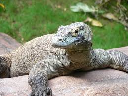 Wildscreen's arkive project was launched in 2003 and grew to become the world's biggest encyclopaedia of life on earth. Varan De Komodo Home Facebook