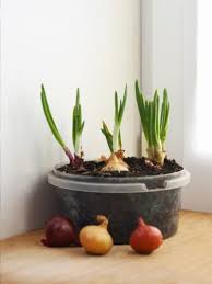 Check spelling or type a new query. How To Grow Onions In Containers