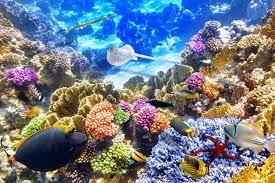 6750x4500 92 4k Ultra Hd Underwater Wallpapers Background Images Wallpaper Underwater Wallpaper Coral Wallpaper Background For Photography
