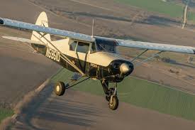 Image result for Piper