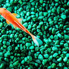 Saltwater marine aquariums and reef tanks for the most part use a sand substrate. Why Gravel Or Substrate Is Necessary For An Aquarium