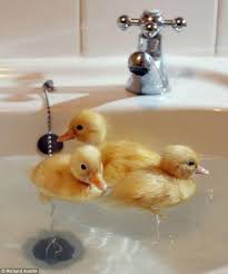 If your baby doesn't want to sit on the potty, here are some ideas. Ducklings Cute Animals Baby Animals Baby Ducks