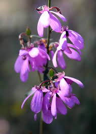 Flowers fade to white / faint purple with age. Pink Bells Tetratheca Ciliata Endemic To Southern Australia Flowers Between October Nove Australian Plants Australian Native Plants Australian Wildflowers