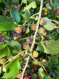 Image result for Dovyalis xanthocarpa