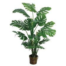 Split Leaf Philodendron Monstera Deliciosa Plantas Beautiful Floral