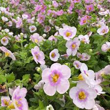 Image result for Bacopa