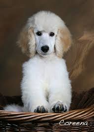 Kathy Deets (dbarkershop)