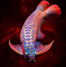  58 Arowana Fish Ideas Fish Dragon Fish Aquarium Fish