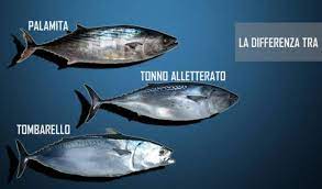 É una specie predatoria con le carni che assomigliano molto a quelle del tonno, che presenta sul dorso varie e bellissime sfumature di colore azzurro/verde e una pinna molto particolare.poche spine la rendono adatta anche ai bambini. Palamita Sarda Sarda Un Pesce Azzurro Confuso Lacuocaignorante