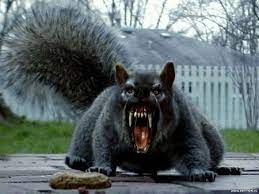 Pin By Patty Enterline On Going Green Funny Squirrel Pictures Squirrel Funny Funny Animals