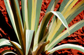 Another class of shrubs with variegated leaves is grown primarily for its garden effect in the same way as plants with overall colored foliage. Variegated Leaves Pictures Of Bi Colored Plants