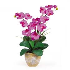 We did not find results for: Penjagaan Yang Betul Orkid Selepas Membeli Belah Di Kedai