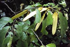 Image result for Ventilago