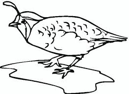 Q Is For Quail Bird Coloring Pages Coloring Pages Free Coloring Pages