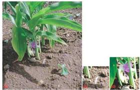 Image result for Siphonochilus rhodesicus