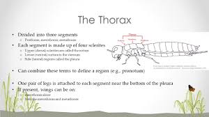 Pest, causes for outbreaks and categories 5: Insect Pests Economic Importance Of Insect Pests Can Cause Direct Damage To Crops Can Be Vectors Of Plant Pathogens Ppt Download