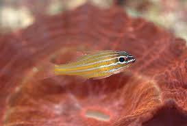 Image result for Neoschumannia cardinea