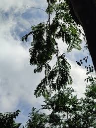 Image result for Pycnanthus