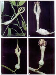 Image result for Ceropegia stenantha