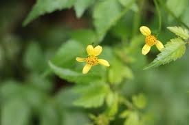 Image result for Bidens biternata