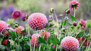 With their bright, beautiful colors, bulb flowers are the perfect way to welcome spring, blooming as early easy to plant and capable of growing just about anywhere, these flowers will reward you with a gorgeous plant hyacinths to enjoy their lovely scent. When And How To Plant Summer Bulbs