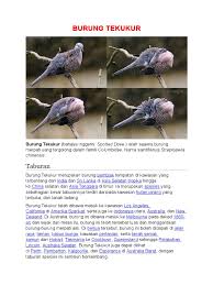 / we did not find results for: Burung Tekukur